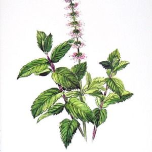 Meet your Posher, Renee